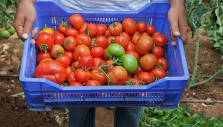 とまと購入ページ 楽天市場】トマトの通販
